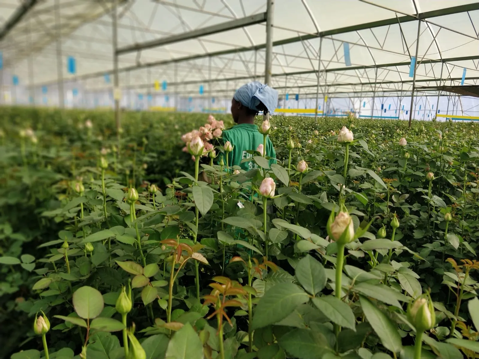 Equinox Horticulture (Nanyuki, Kenya)